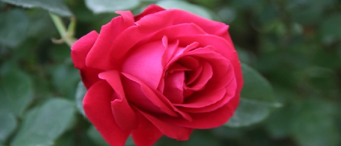 Hiç bir kul, kurban günü daha sevimli bir iş yapamaz