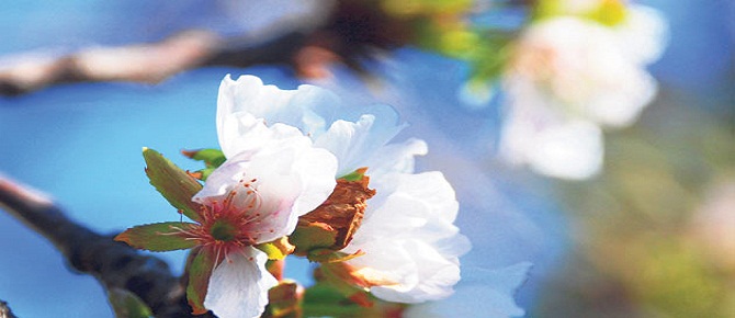 Emir alan kiraz ağacı sonbaharda çiçek açtı