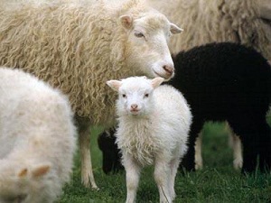 Kurban Bayramı'nda besicinin yüzü gülecek