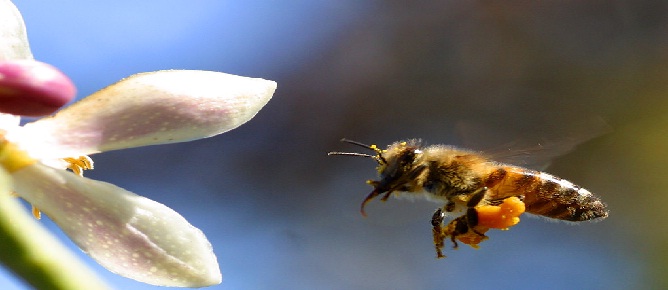 Yarım kilo bal için 10 milyon ziyaret