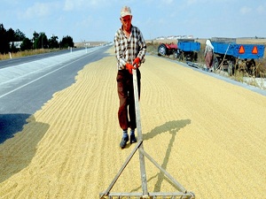 Çeltik Üreticileri Sevindirdi