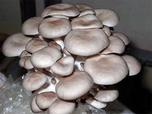 Zehirli mantar ağrılı ölüme neden olur