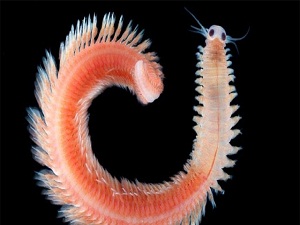 1,5 Milyon Yeni Tür Keşfedildi