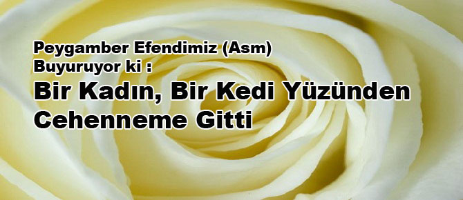 Bir kadın, bir kedi yüzünden cehenneme gitti