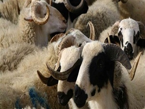 Kurbanlık fiyatları geçen seneyle aynı