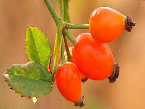 Kuşburnu Toplamaya Makineli Çözüm