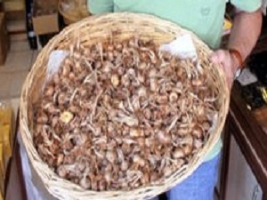 Dünyanın en pahalı bitkisinde hedef 25 kilo üretim