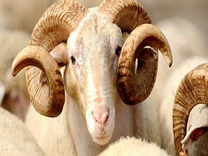 Küçükbaş Kurbanlıklar Ücretsiz Kesilecek