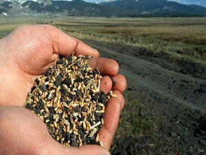 Sertifikalık tohum üretiminde 5 yılda hedef 1 milyon tona ulaşmak