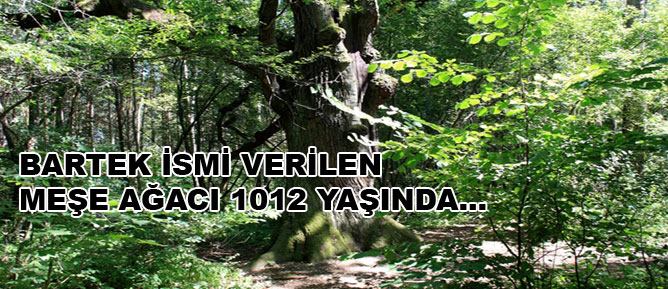 Bu ağaç tam 1012 yaşında