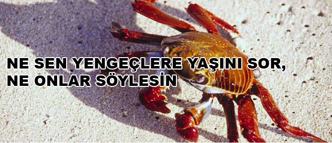 Ne sen yengeçlere yaşını sor, ne onlar söylesin!