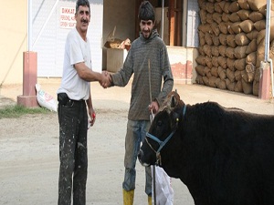 Kurbanlık pazarında ön satışlar başladı