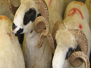 Kurbanlıkta kasaplar da artış beklemiyor!