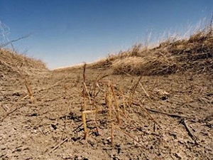 Brezilya'da hükümetten çiftçiye 150 bin ton mısır desteği