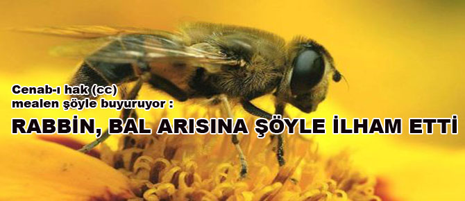 Rabbin, bal arısına şöyle ilham etti