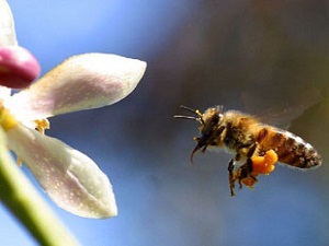 Arıların bal yolculuğu