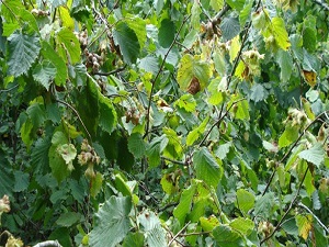 Fındıkta milyon dolarlık ihracat geliri