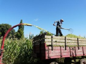 Tarımda Hayvan Yem Bitkileri Ekimi Revaçta