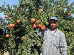 Narda Üretim İyi Fiyat Düşük