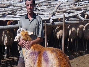 Bu yıl Kurban Bayramı 'yerli tadında' geçecek