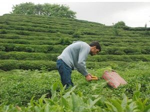 Çay üreticisine 147 milyon lira ödendi