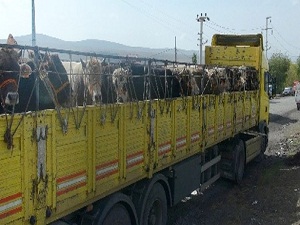Kurbanlıklar önce ilaçlandı, sonra yola koyuldu