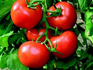 Kalbe domates!