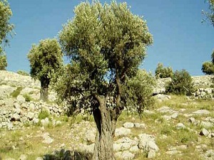 İsrailliler zeytin bahçelerine saldırıyor