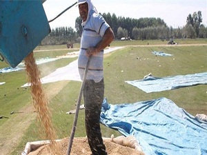 Çeltik üretiminde dünya üçüncüsüyüz