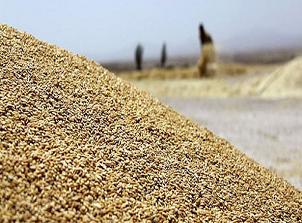 Saman Fiyatı Buğday Fiyatını Geçti