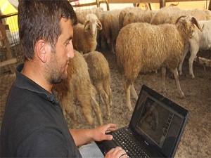 'Teknoçoban' Kurbanlıklarını İnternetten Satıyor