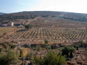 Petkim Beş Yılda 500 Dönüm Orman Kuracak