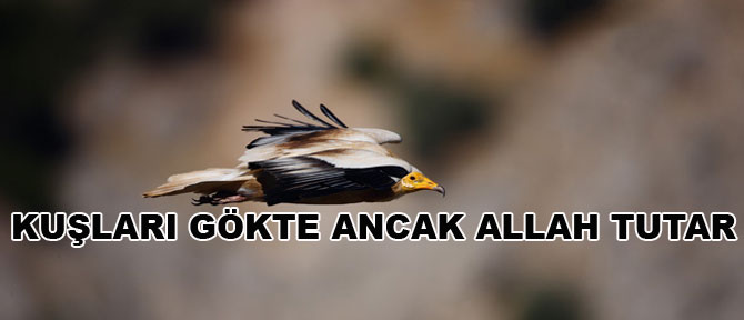 Kuşları gökte ancak Allah tutar