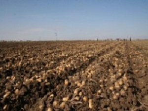 Patates tohumunda yurtdışına olan bağımlılık 2015'te bitiyor