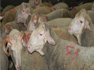 Trakya'nın en büyük hayvan pazarı açıldı