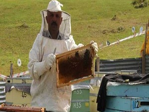 Anzer Balı'nın bu yıl kilogram fiyatı 850 TL