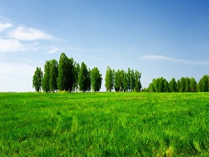 2B arazilerinin satışı için yapılan başvurular