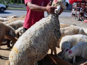 Kurbanlık İçin Sıkı Pazarlık