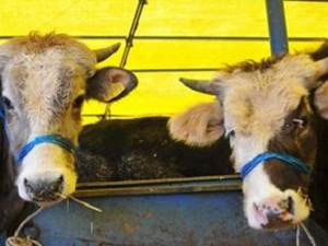 Kırgızistan’da büyükbaş hayvan sayısında rekor artış