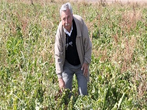 Pancar üretiminde dünya farkı