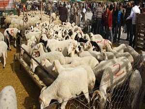 İl il kurbanlık fiyatları