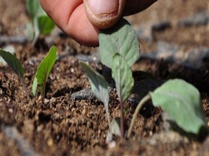 400'den fazla hayvan ve bitki türü tehlikede