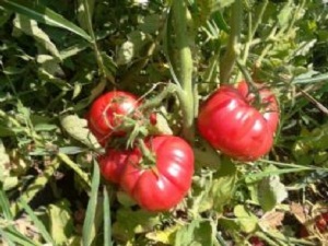 Çiftlikten sofraya 1 günde sebze-meyve servisi