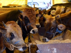 Samana 25 Kuruş Destek Geldi