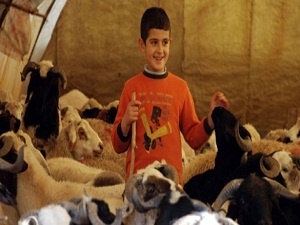 Kurbana sıkı takip