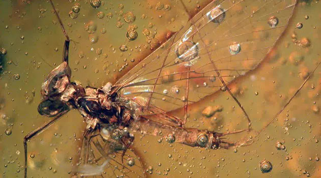 Amber içinde 16 milyon yıllık sinek bulundu
