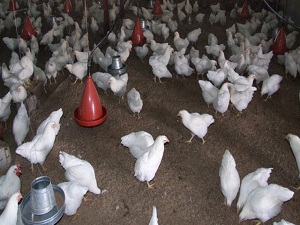 Tavuk ve Yumurta Üretiminde Rekor Artış