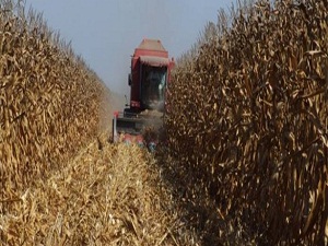 Türkiye, mısır üretiminde tarihi rekor kırdı!