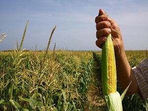 Prim desteğini gören çiftçi pamuktan mısıra yöneldi