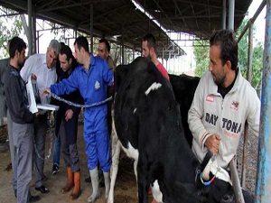 Kurbanlıklara ultrasonlu gebelik testi